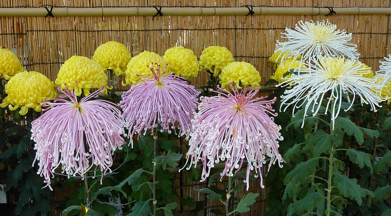 Хризантема корейская Вересневый бисер