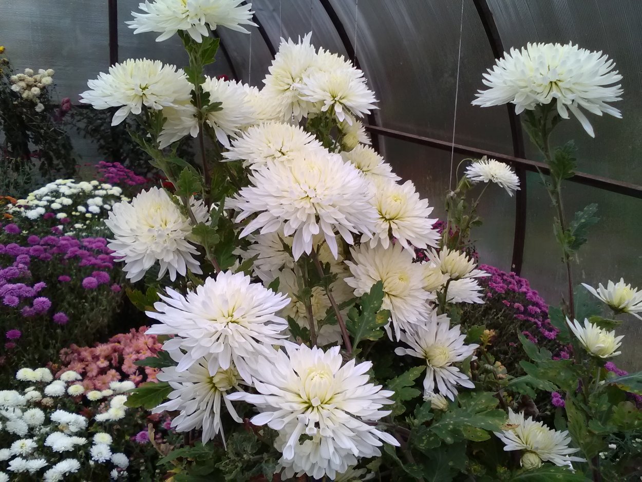 Хризантема мультифлора Бранбич Лилак