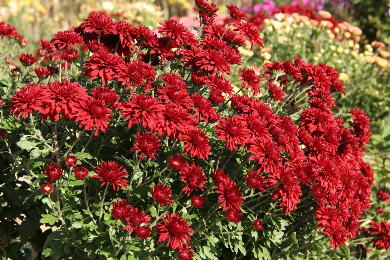 Хризантема Хорнбилл