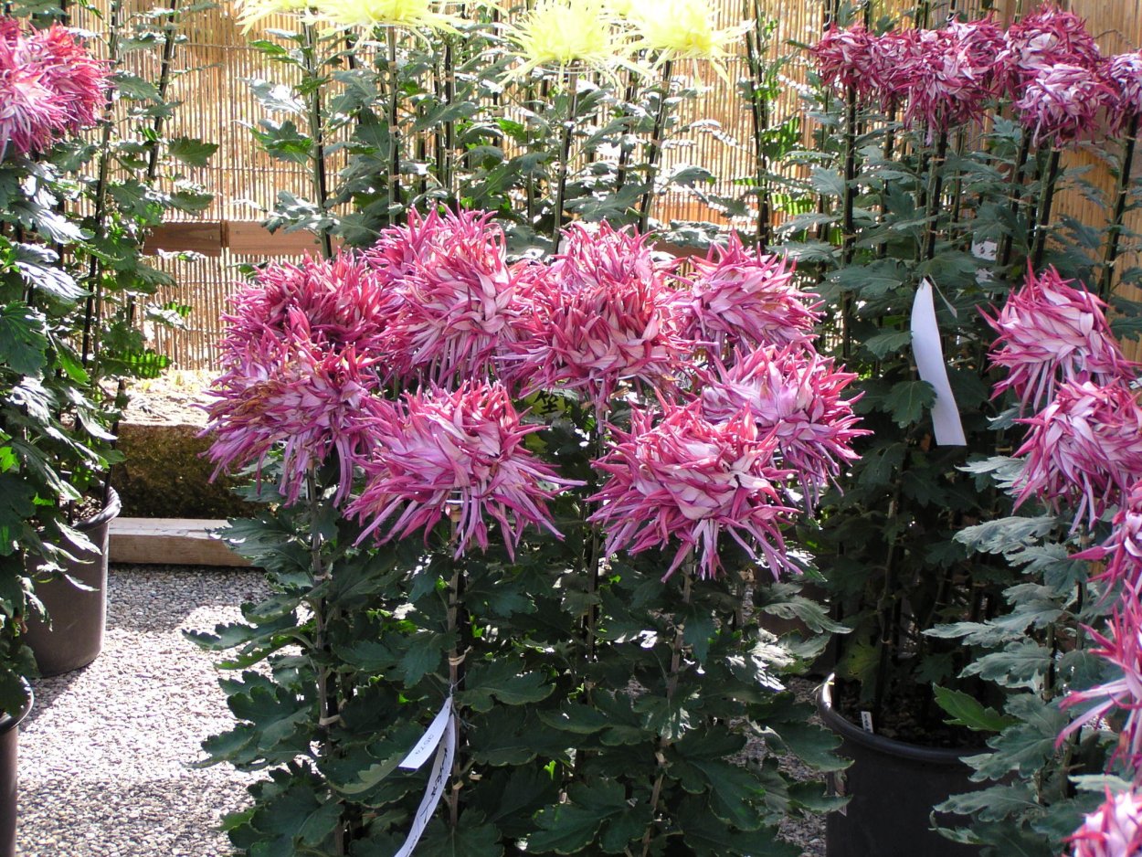 Хризантема игольчатая белая