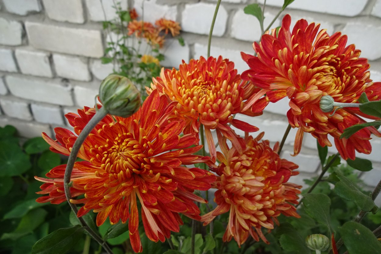 Хризантема мультифлора Сплендид