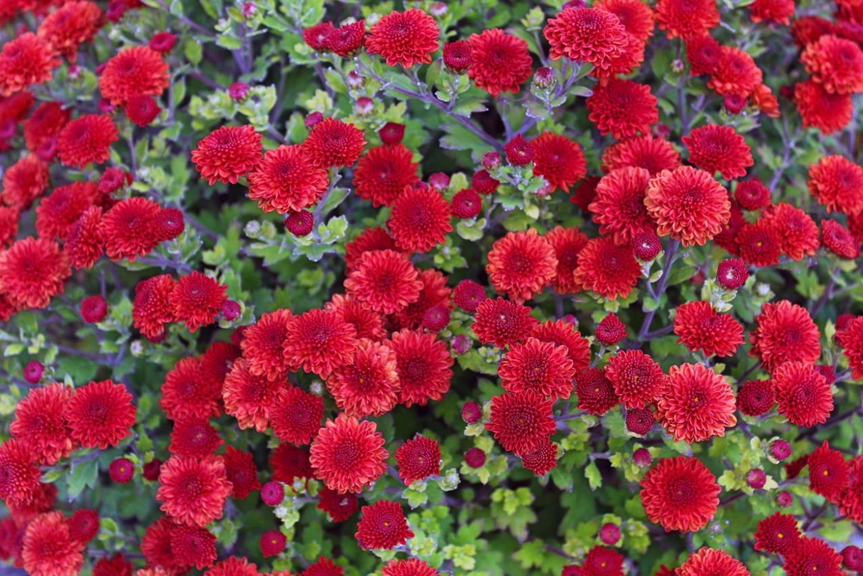 Хризантема Chrysanthemum