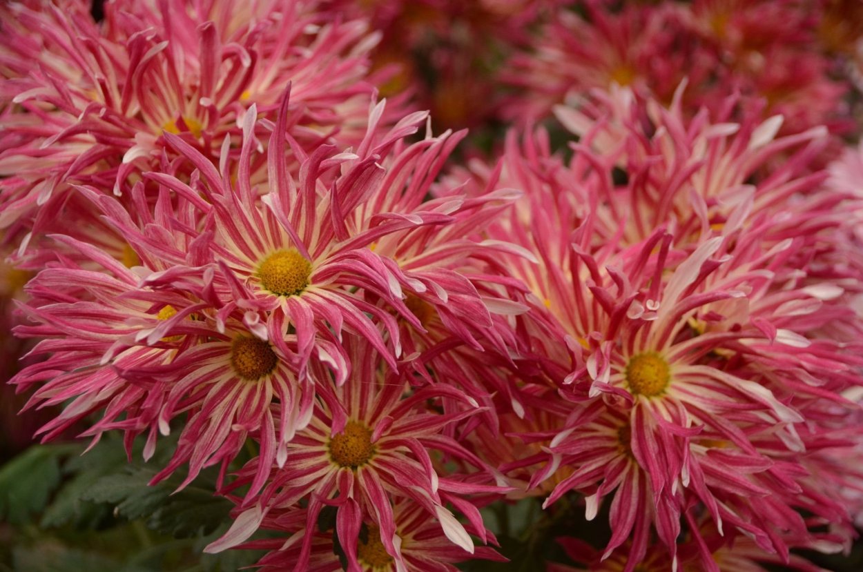 Хризантема горицвет