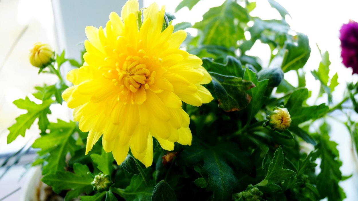 Хризантема корейская Ватра