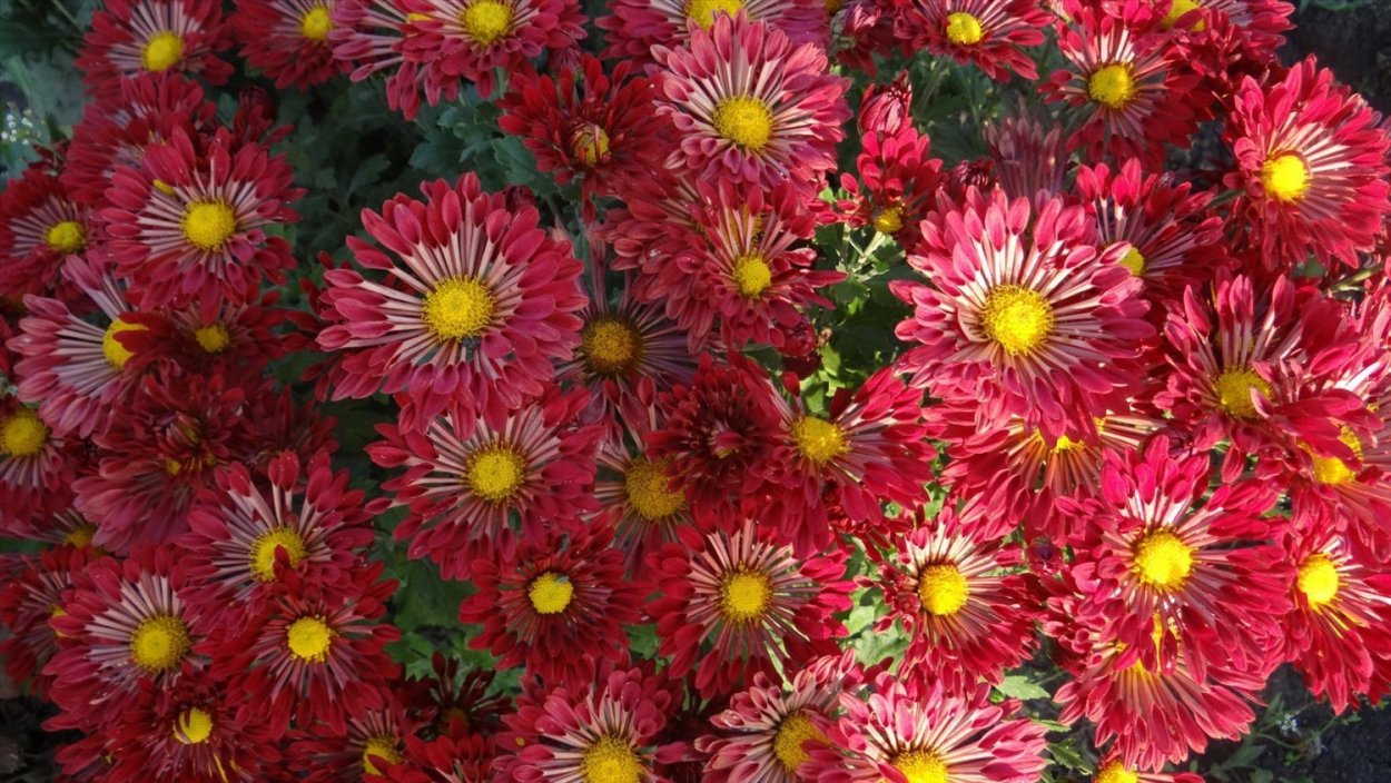 Хризантема мультифлора бордо