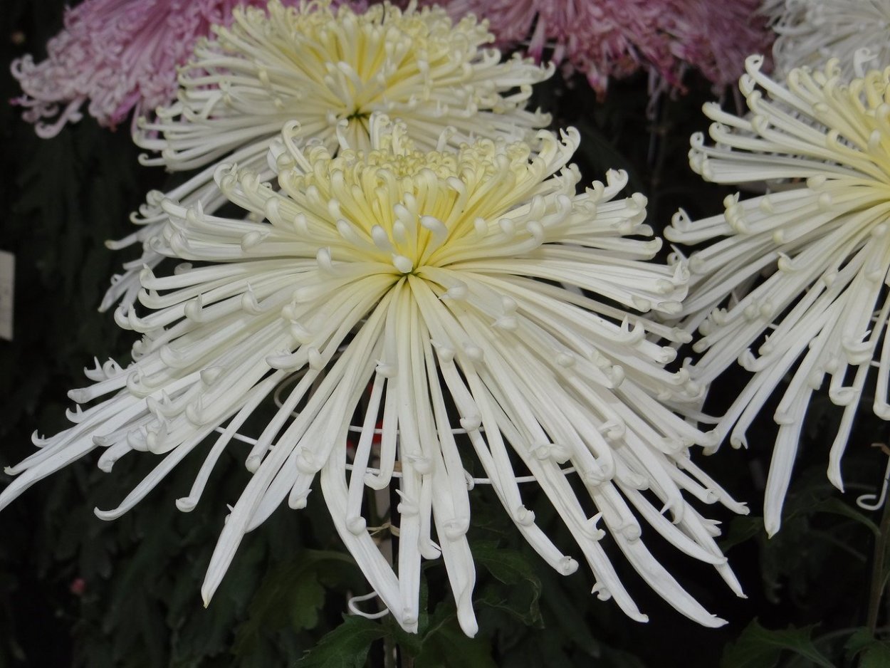 Хризантема белая ночь