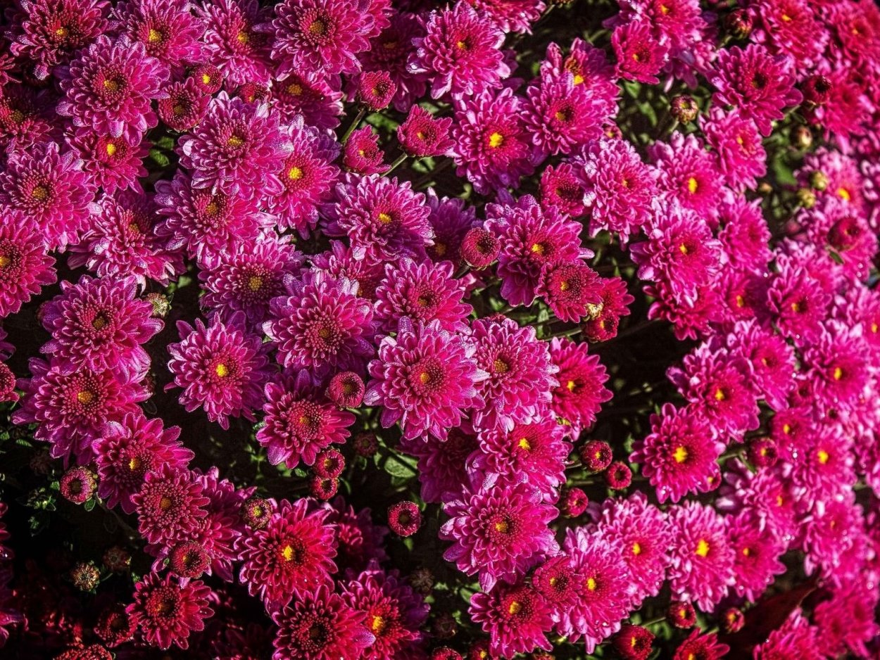 Хризантема корейская Липстик