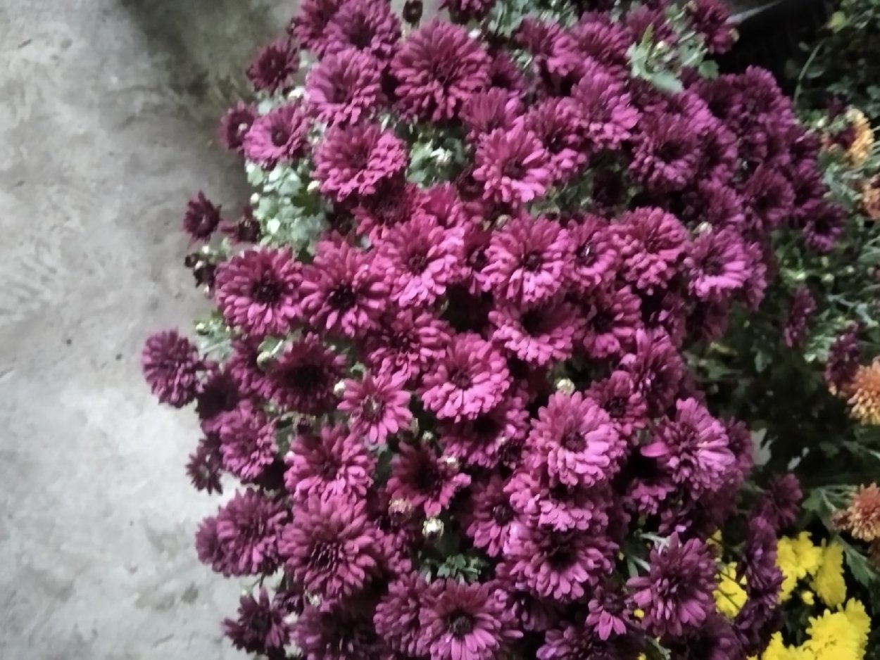 Хризантема Meridian Dark Red