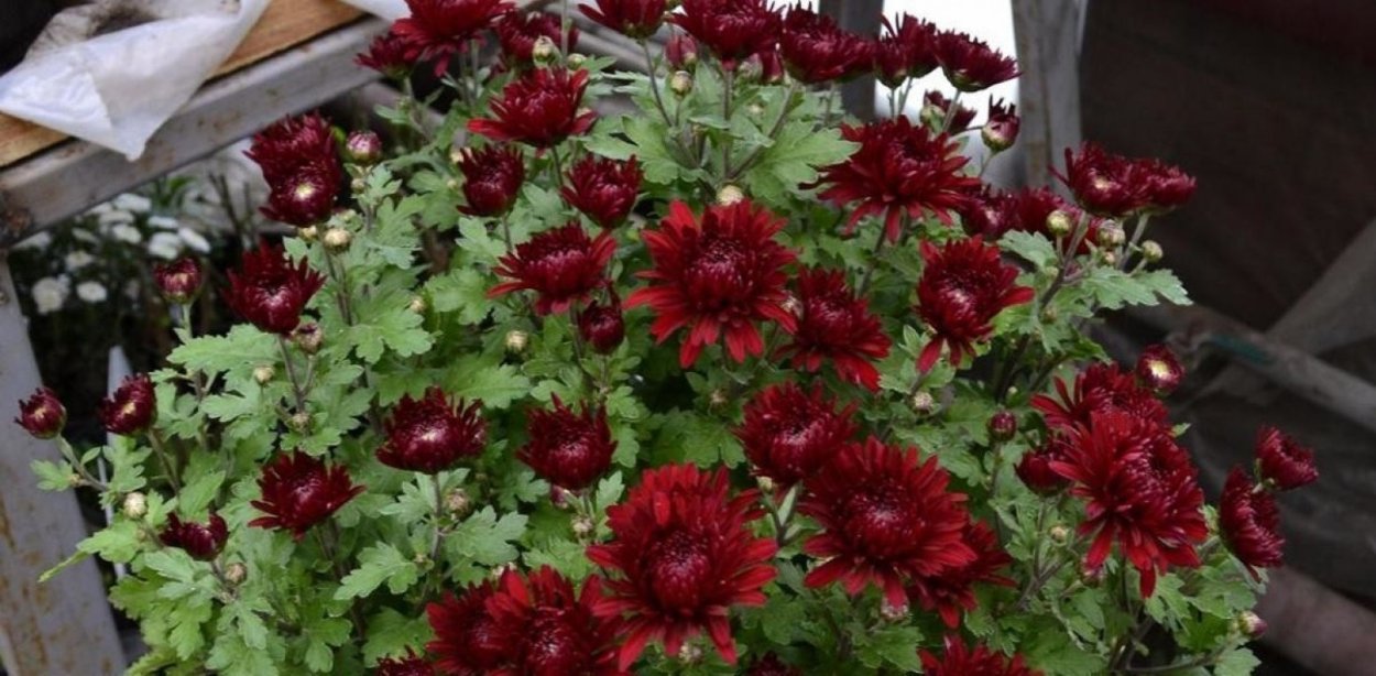 Клещ на шаровидных хризантемах