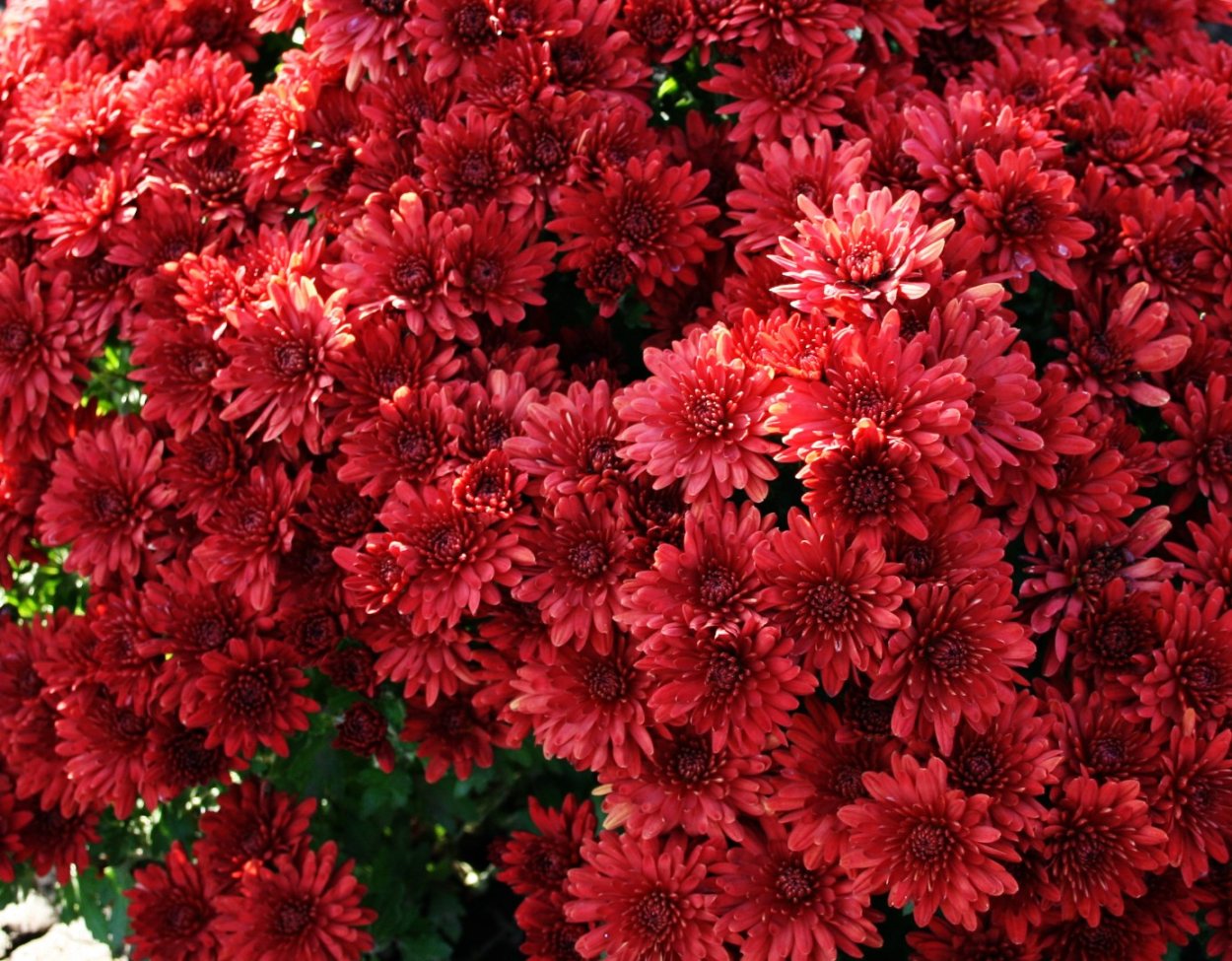 Хризантема Червона Калина