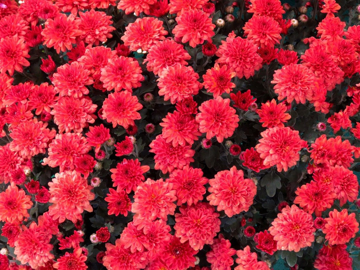 Хризантема Молфетта оранж