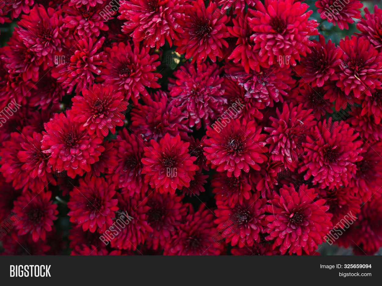 Хризантема мультифлора Балиос