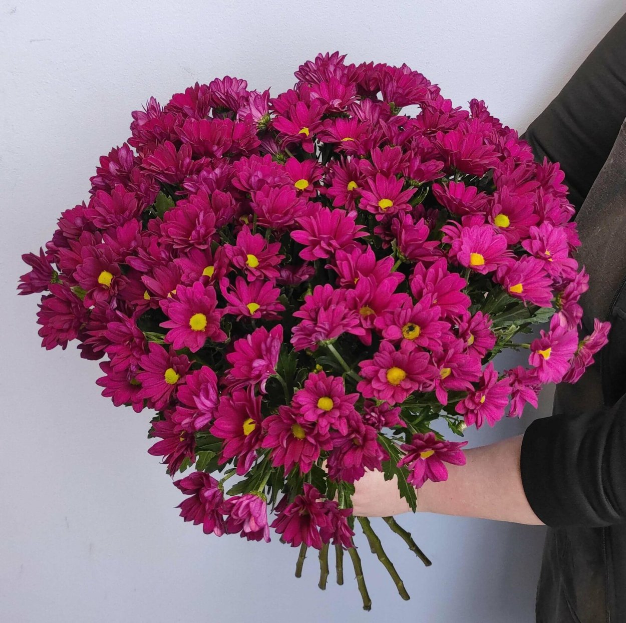 Хризантема мультифлора Сплендид