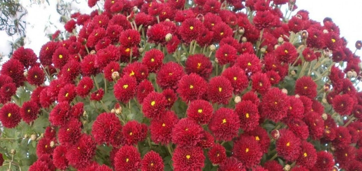 Хризантема мультифлора уранус