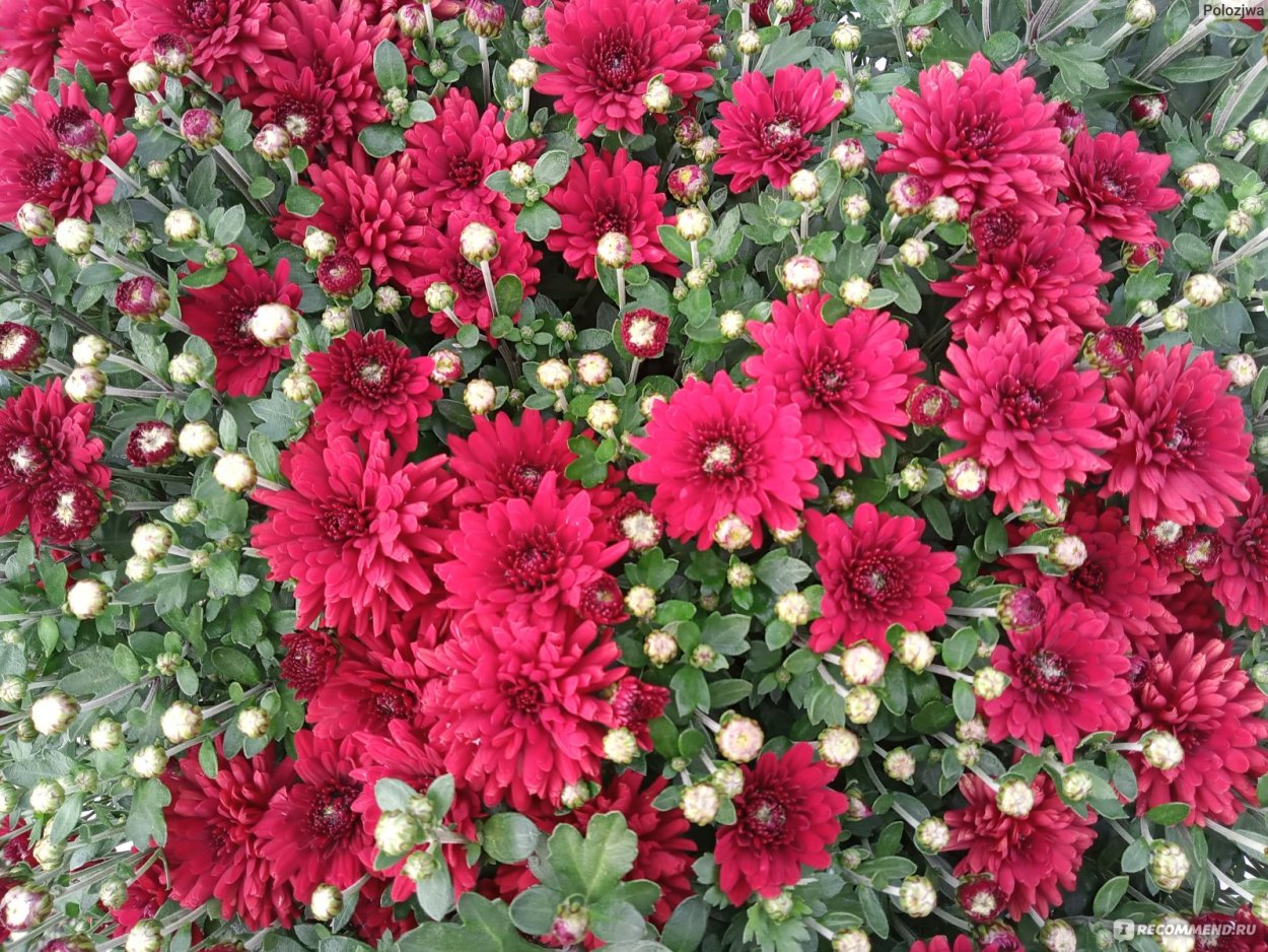 Хризантема мультифлора бордо