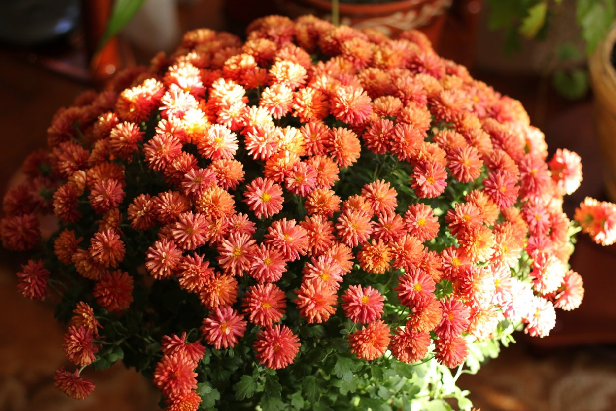 Хризантема мультифлора Арес