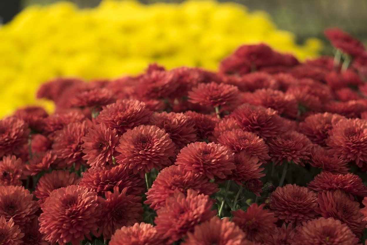 Хризантема мультифлора Брансаунд