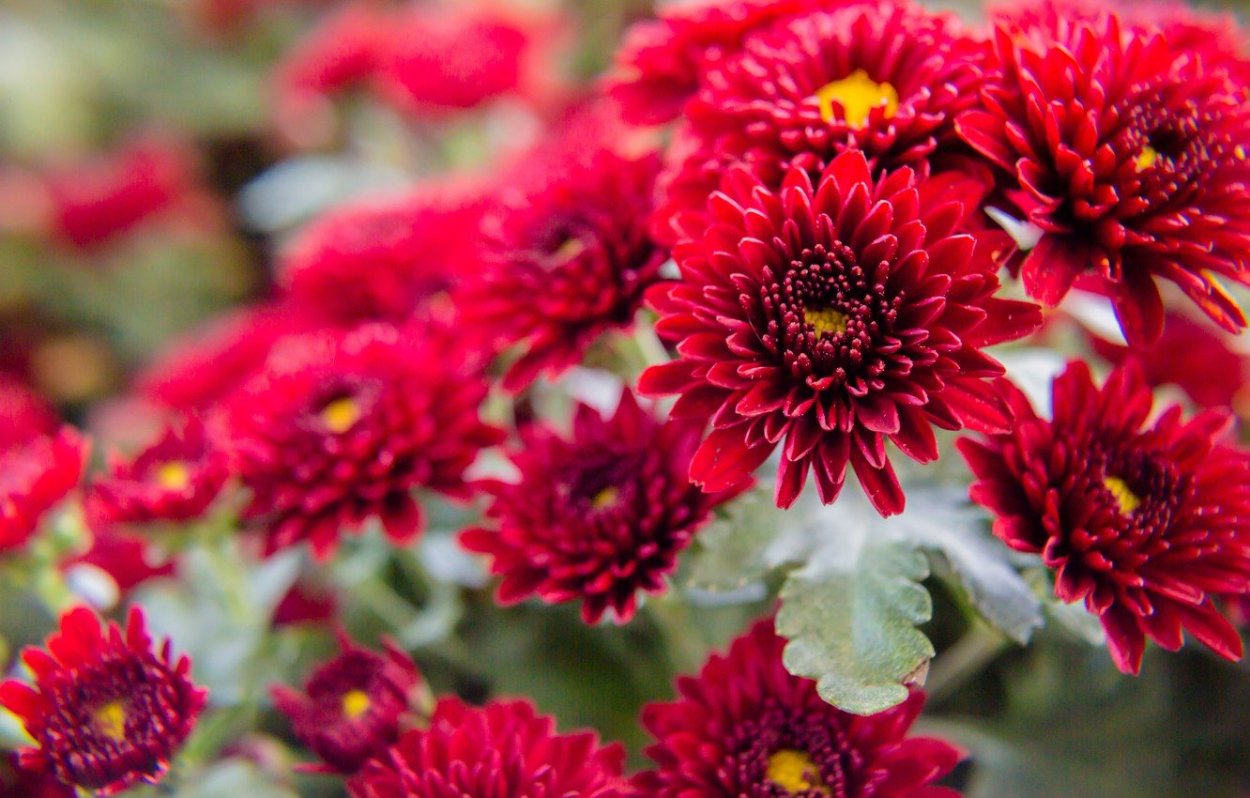 Хризантема Венди ред