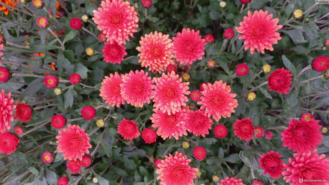 Хризантема Бранфонтайн Салмон мультифлора