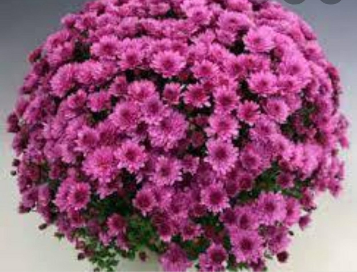 Хризантема мультифлора Branhill Red