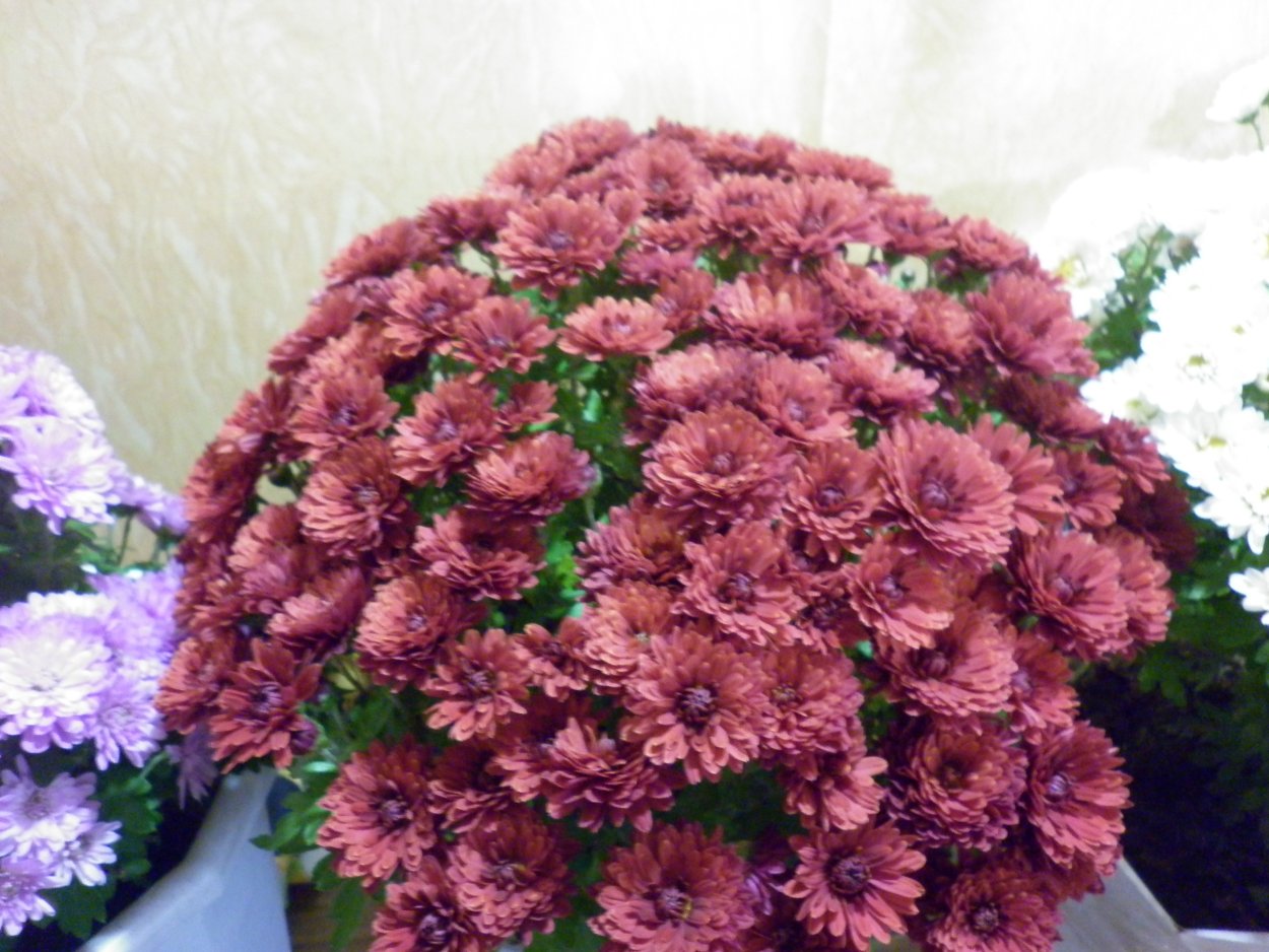 Хризантема мультифлора шаровидная