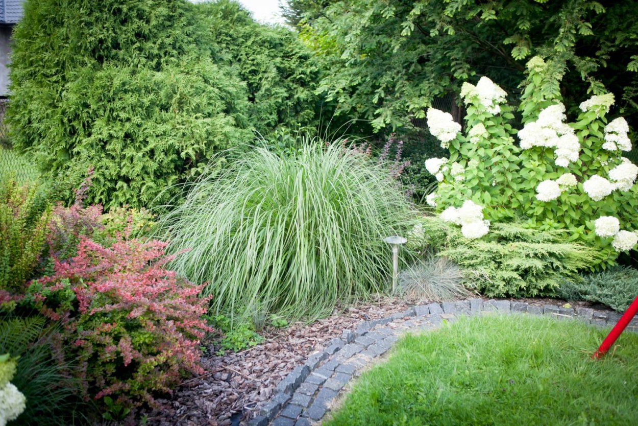 Гортензия Лаймлайт в миксбордере