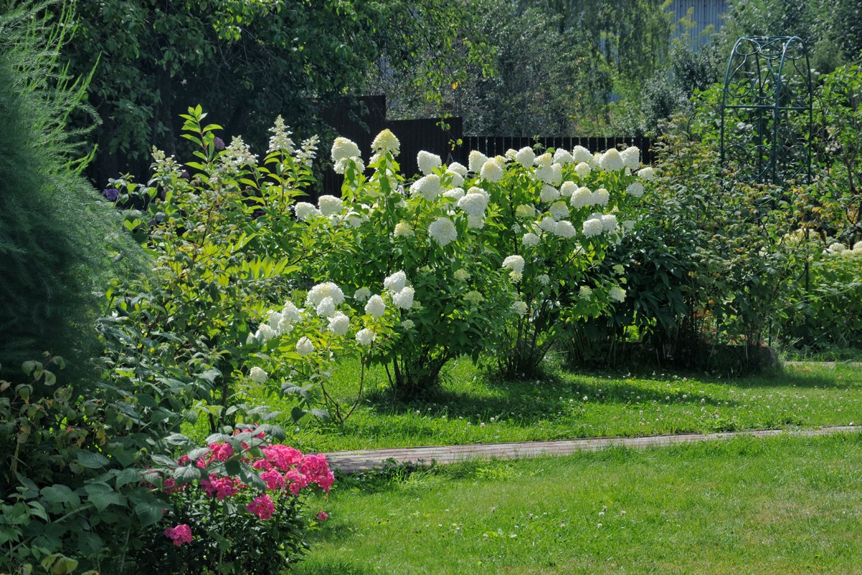 Миксбордер пионы метельчатая гортензия