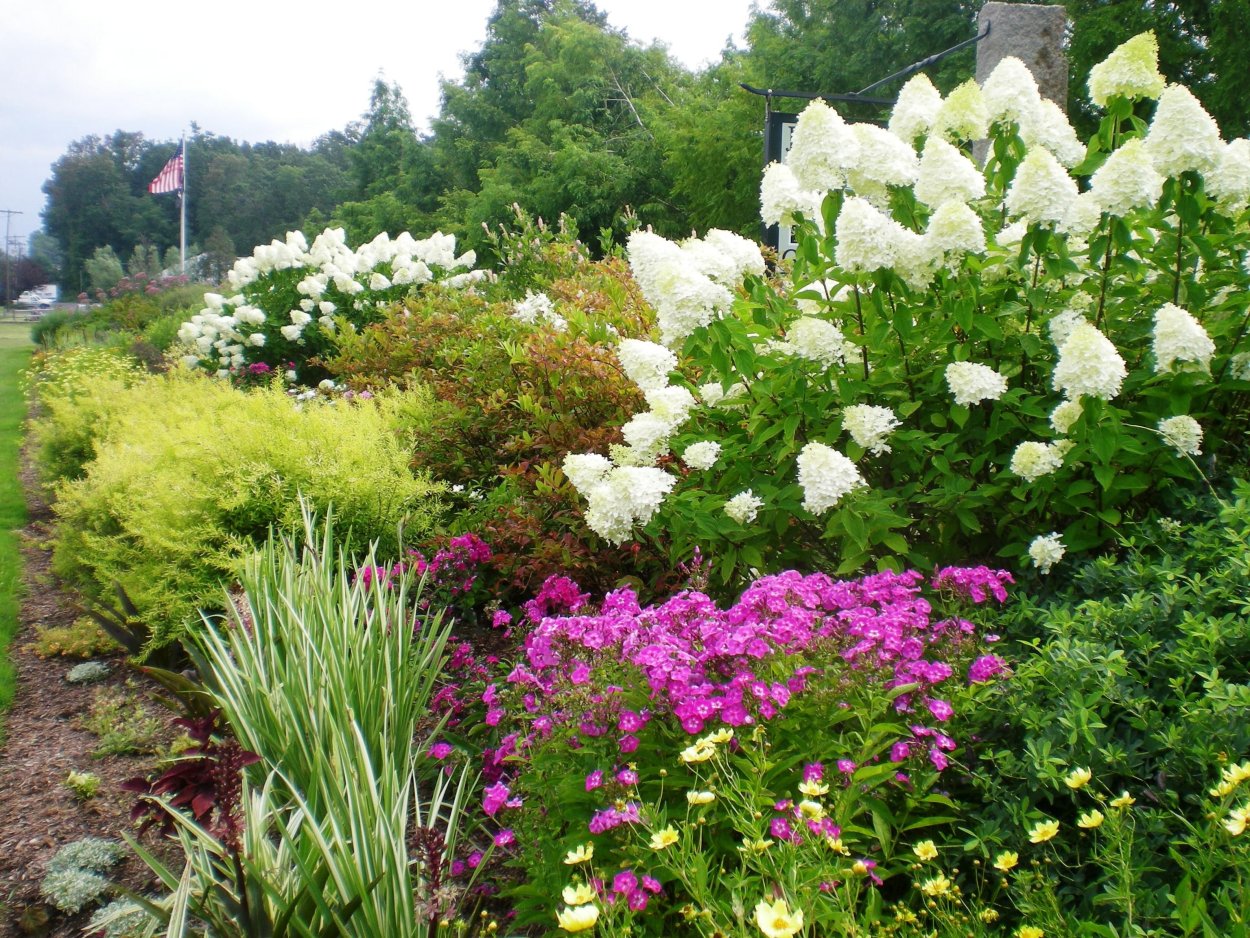 Гортензия Лаймлайт в миксбордере