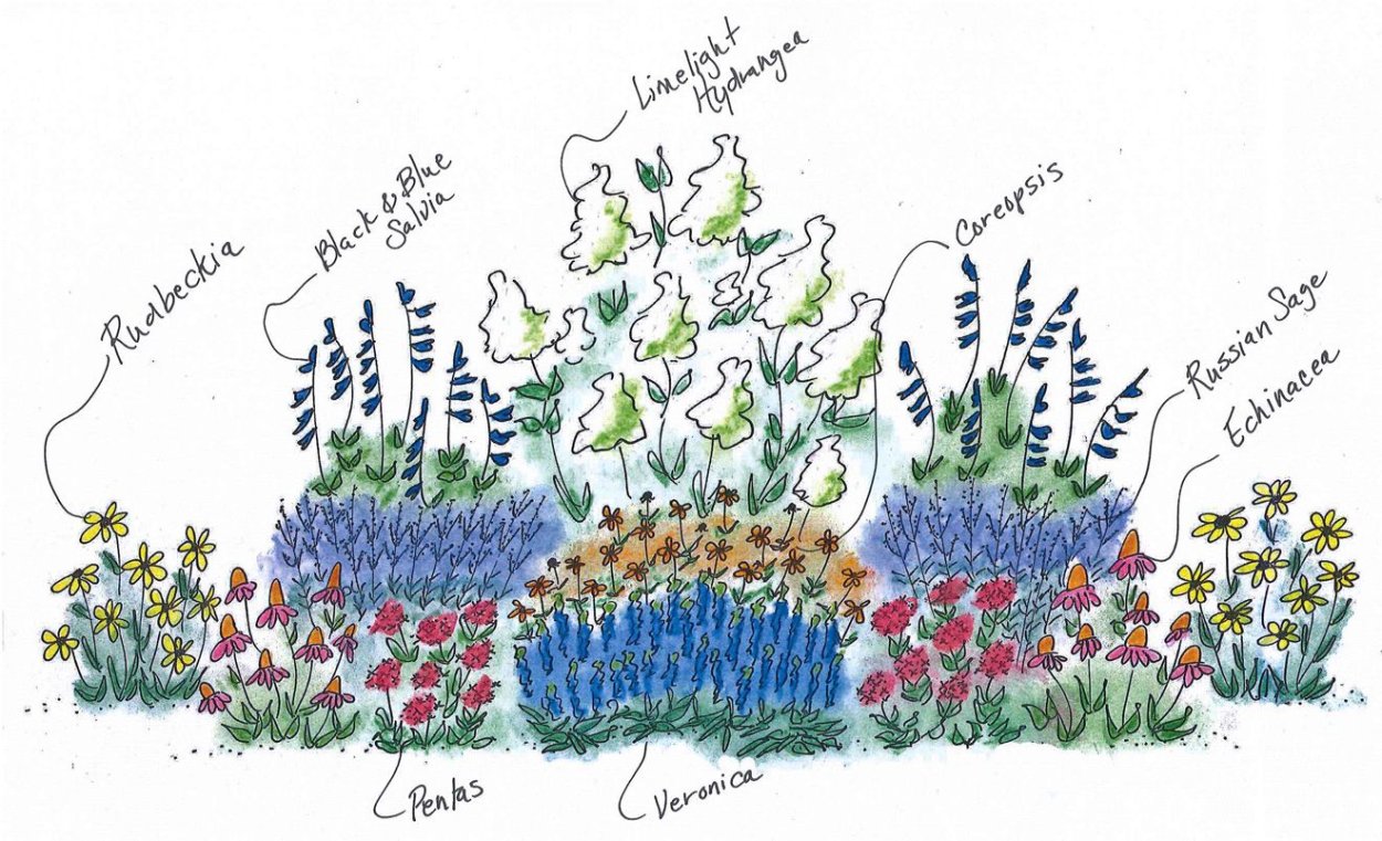 Схема клумбы с гортензией метельчатой