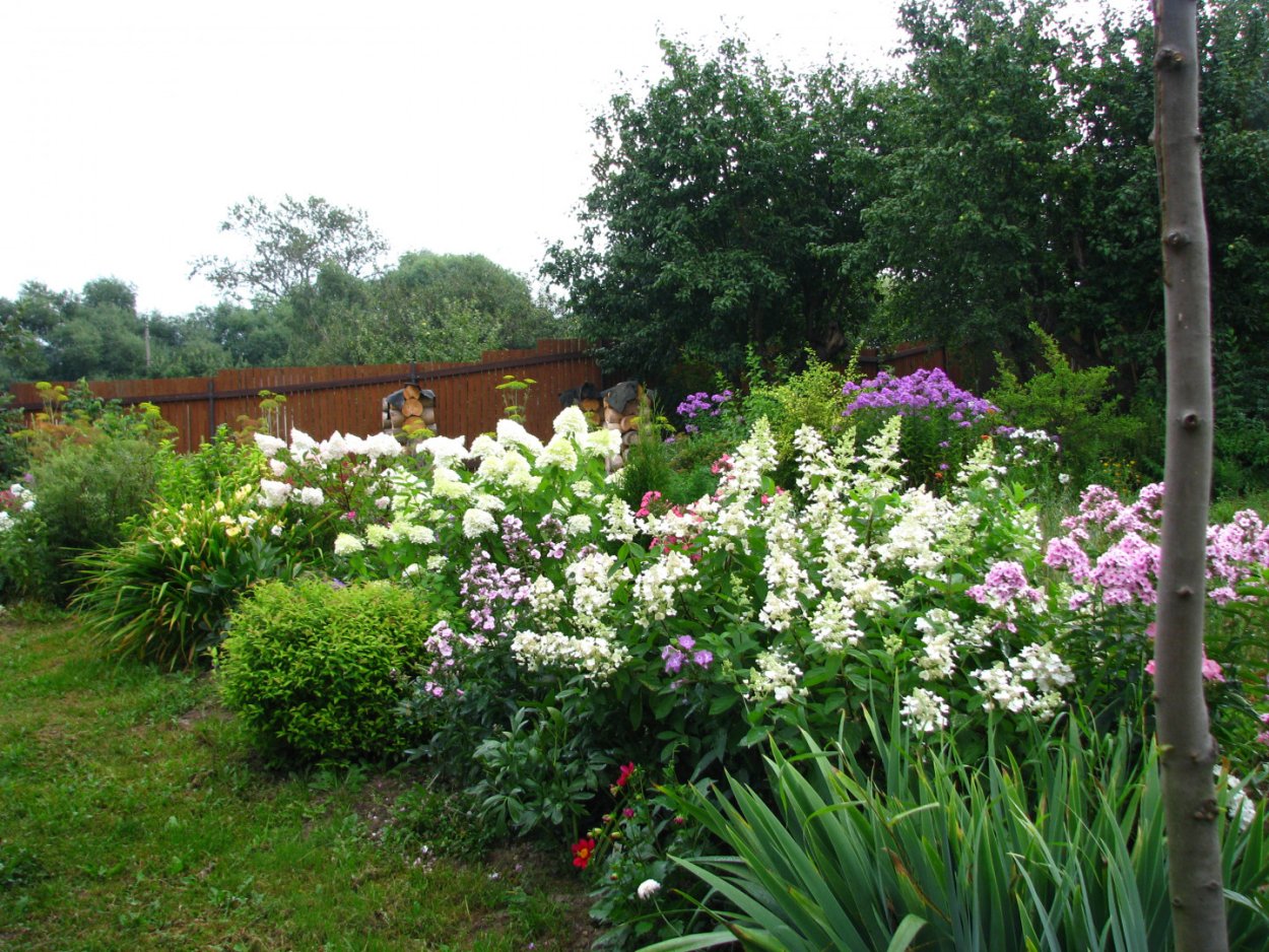 Миксбордер Флоксы лилейники