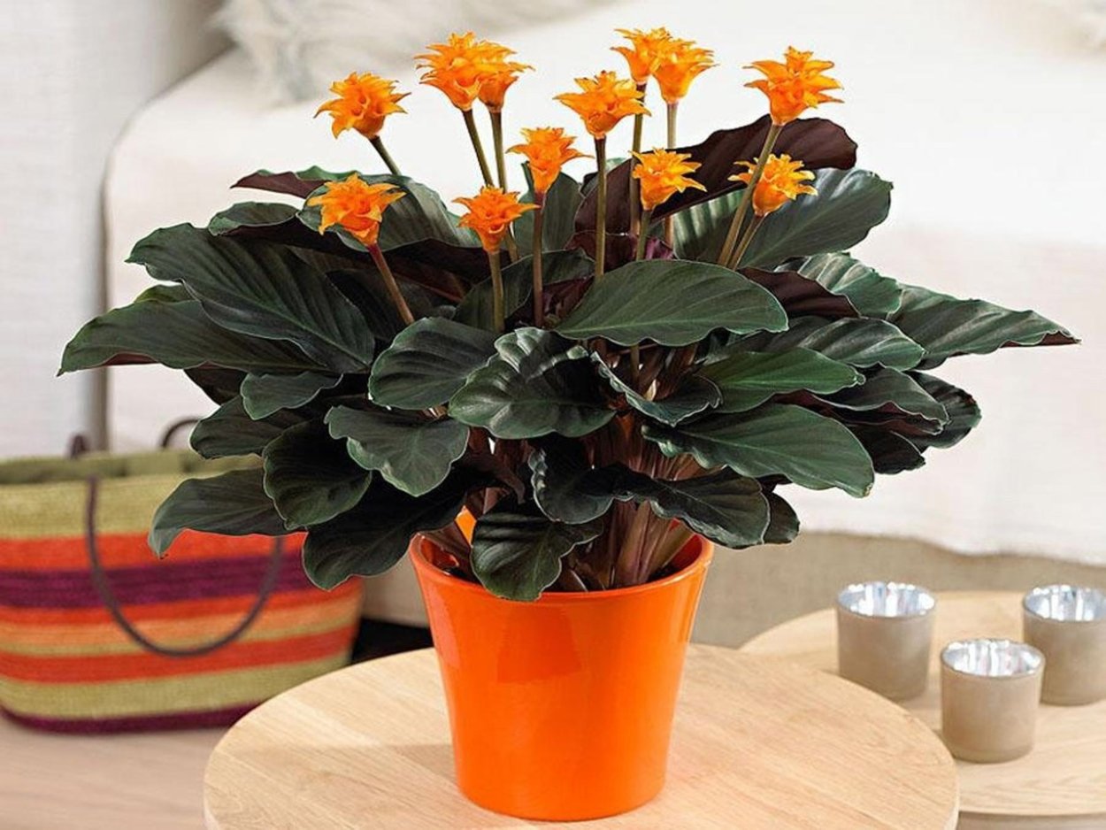 Калатея кроката цветок