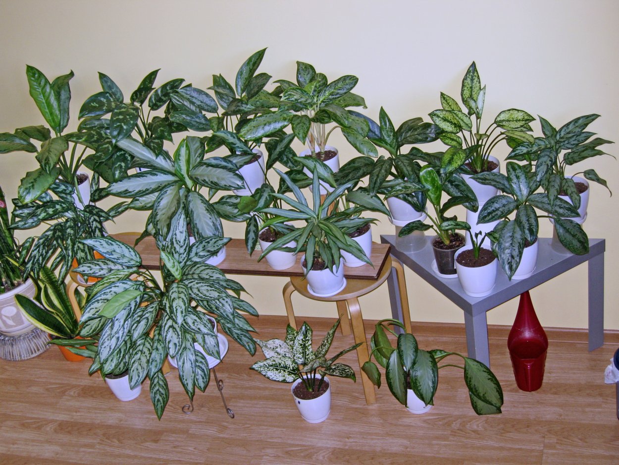 Аглаонема зеленолистная