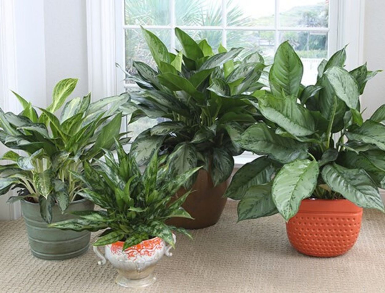 Нефролепис хлорофитум аглаонема