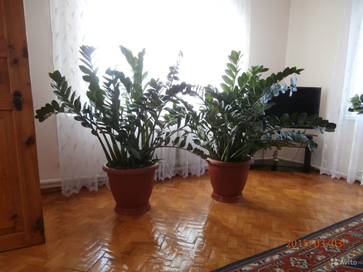 Комнатное растение долларовое дерево