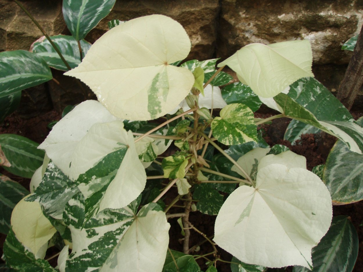 Гибискус Купера пестролистный