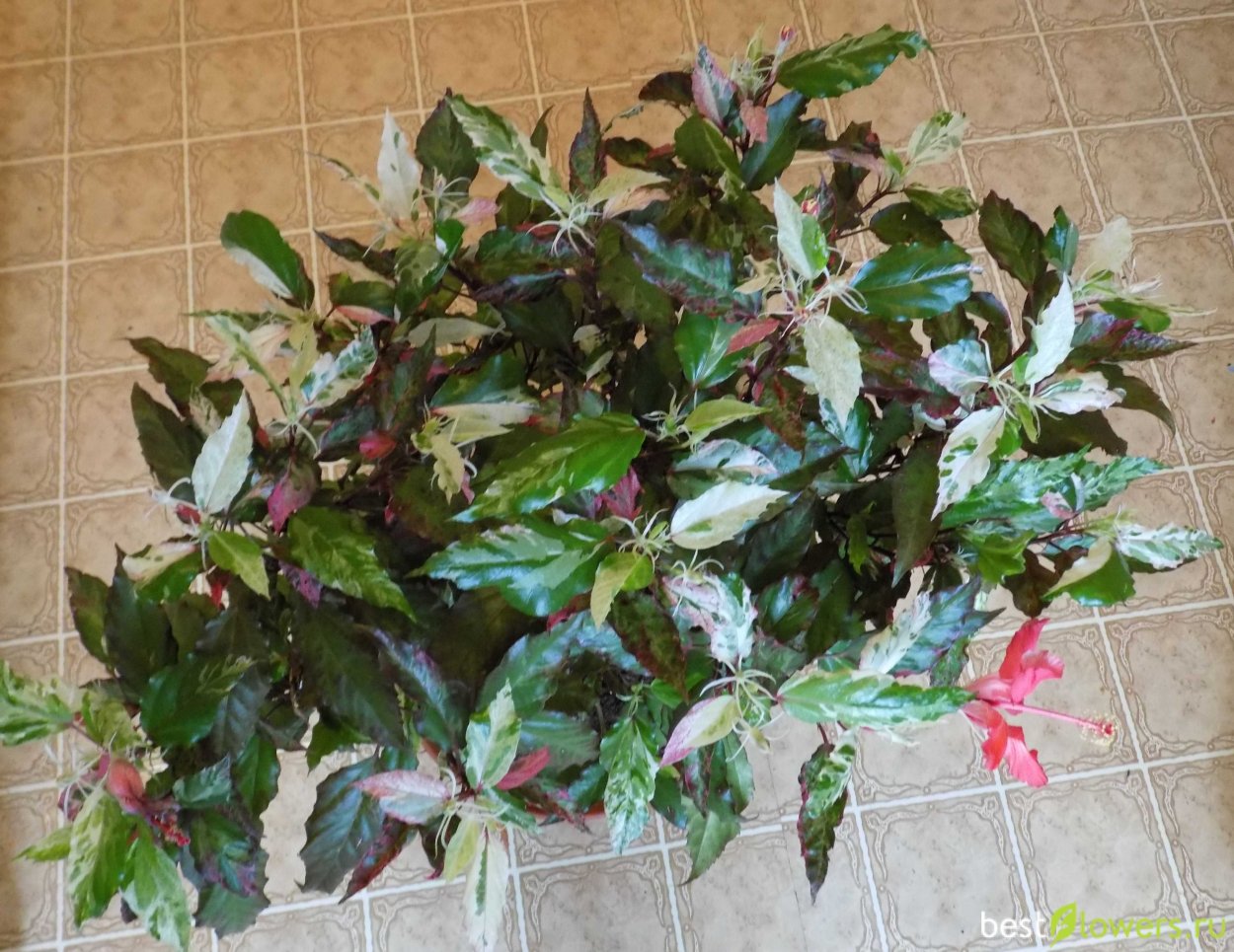 Гибискус tiliaceus Tricolor