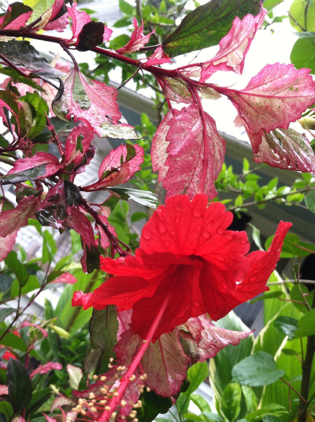 Олд Еллоу гибискус