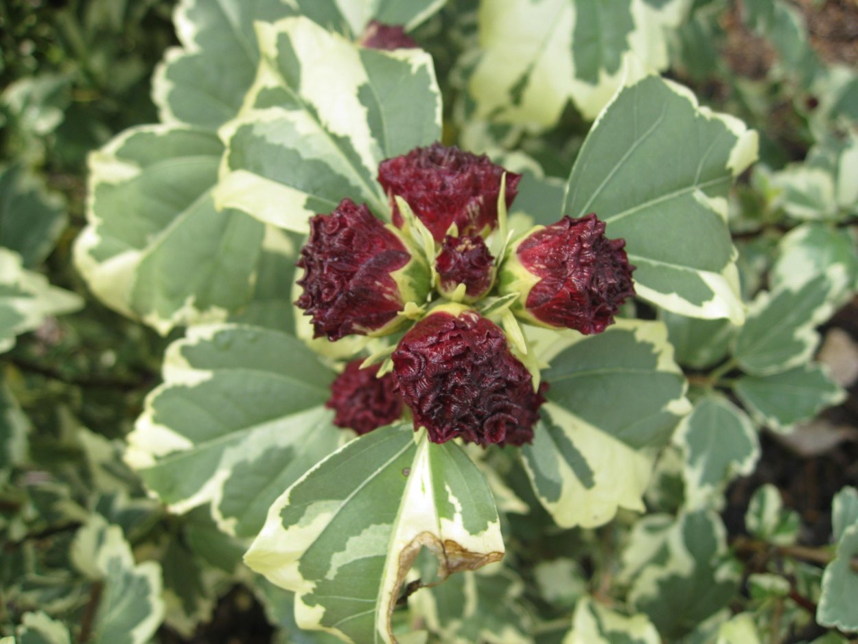 Гибискус сирийский purpureus variegatus