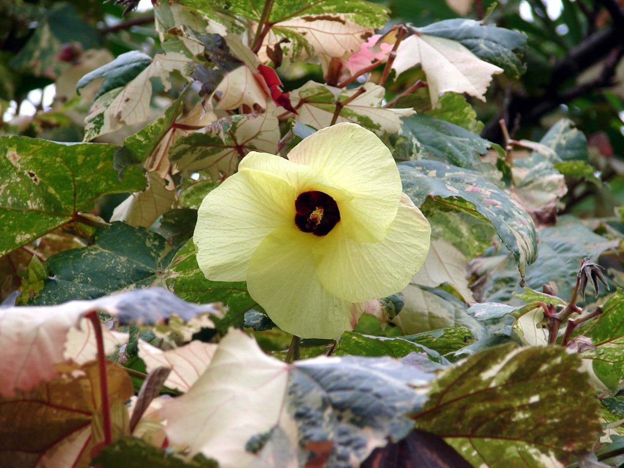 Гибискус Вариегата