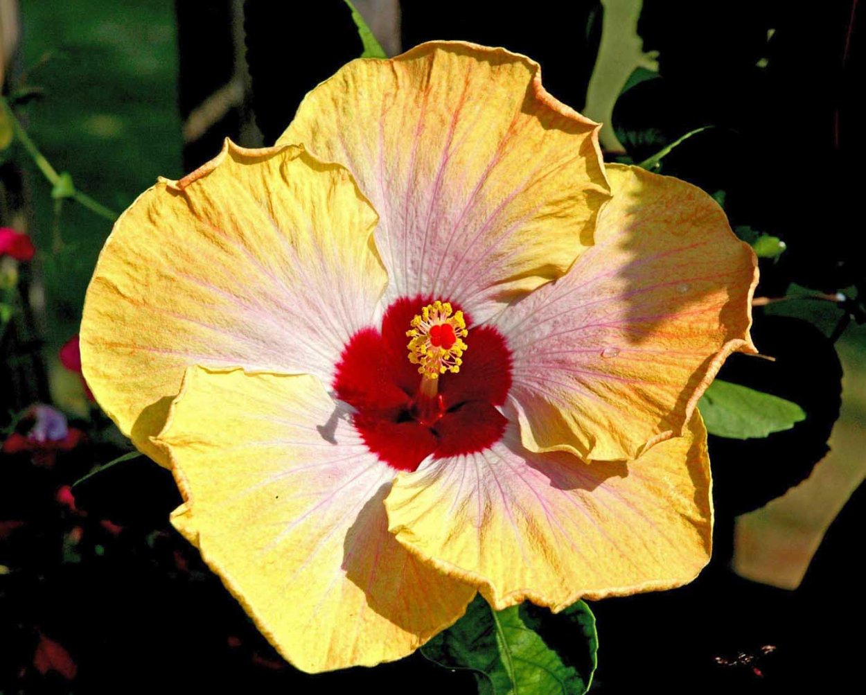 Гибискус Susan Schlueter