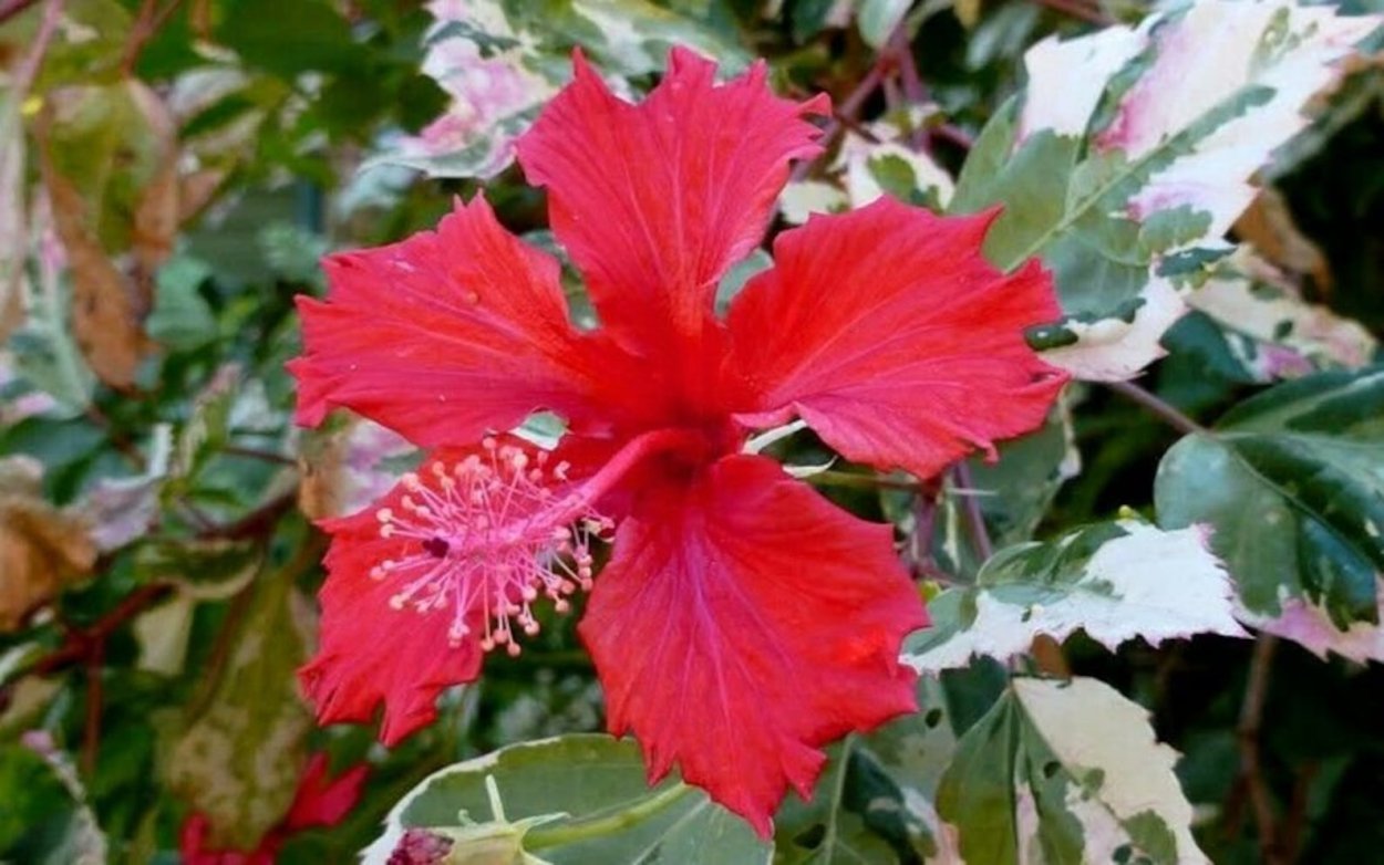 Гибискус тилиацеус липолистный