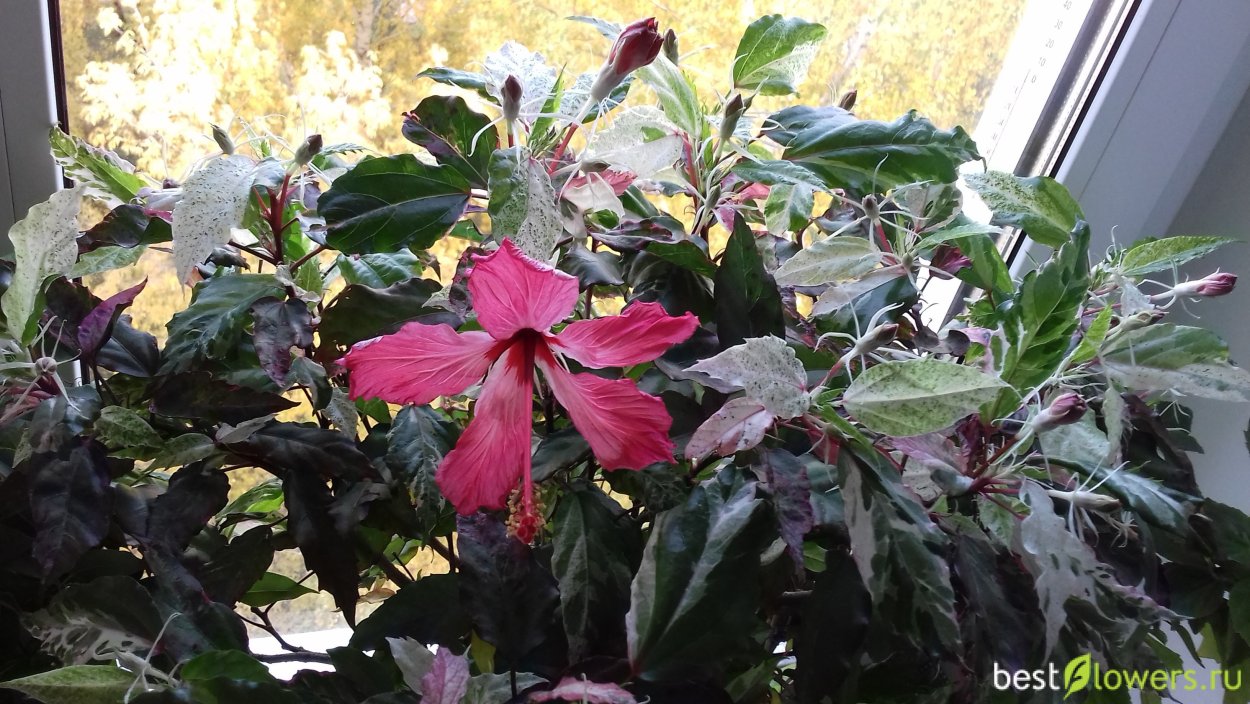 Гибискус индийский