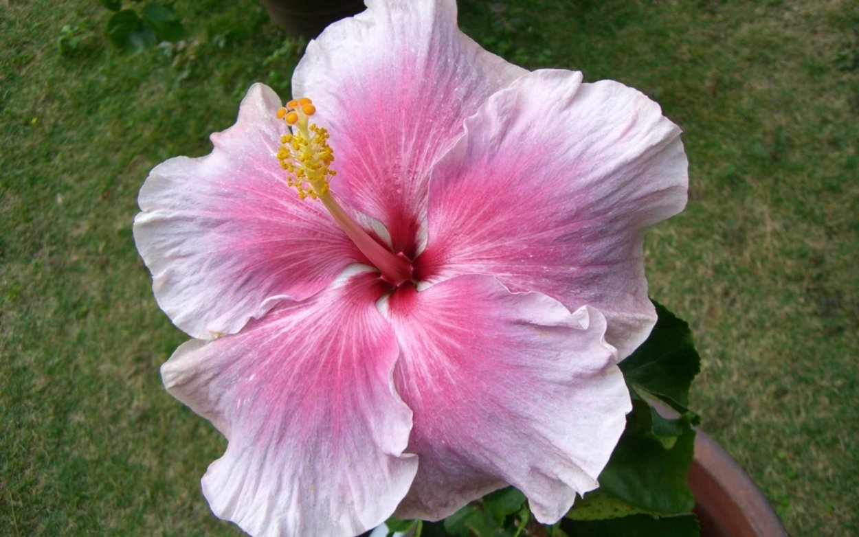 Гибискус семейство Мальвовые