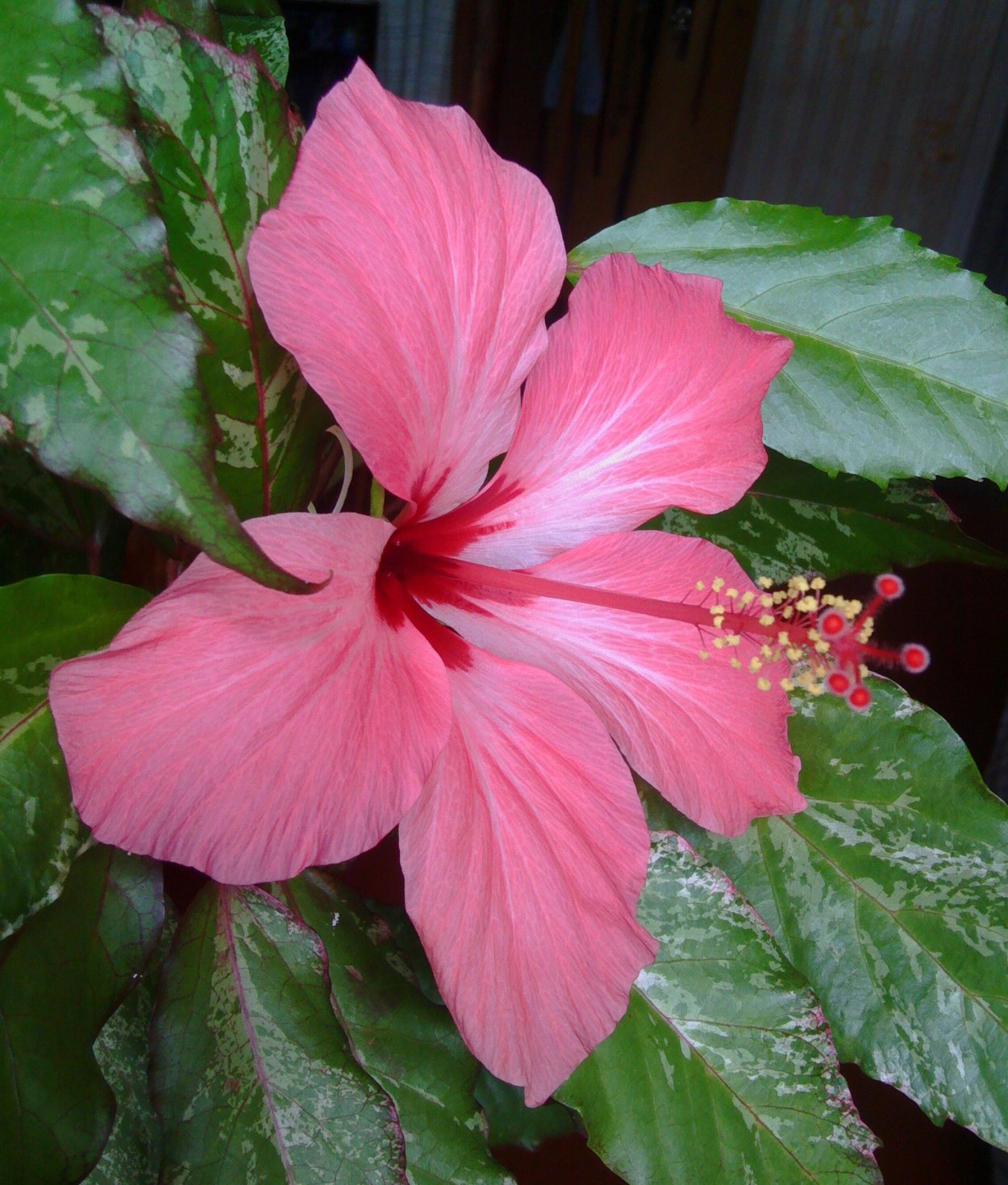 Листва пестролистного гибискуса