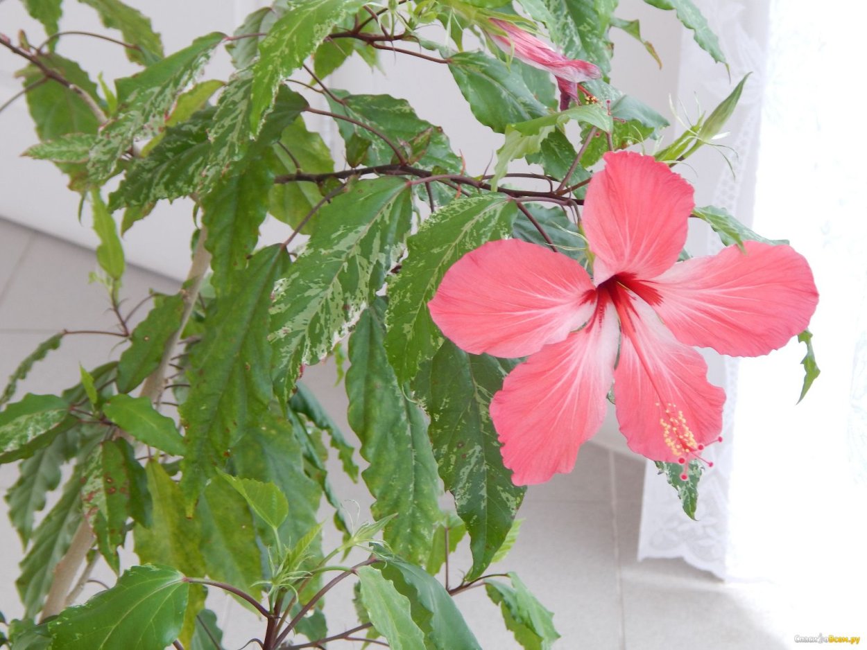 Гибискус Hibiscus White Diamond