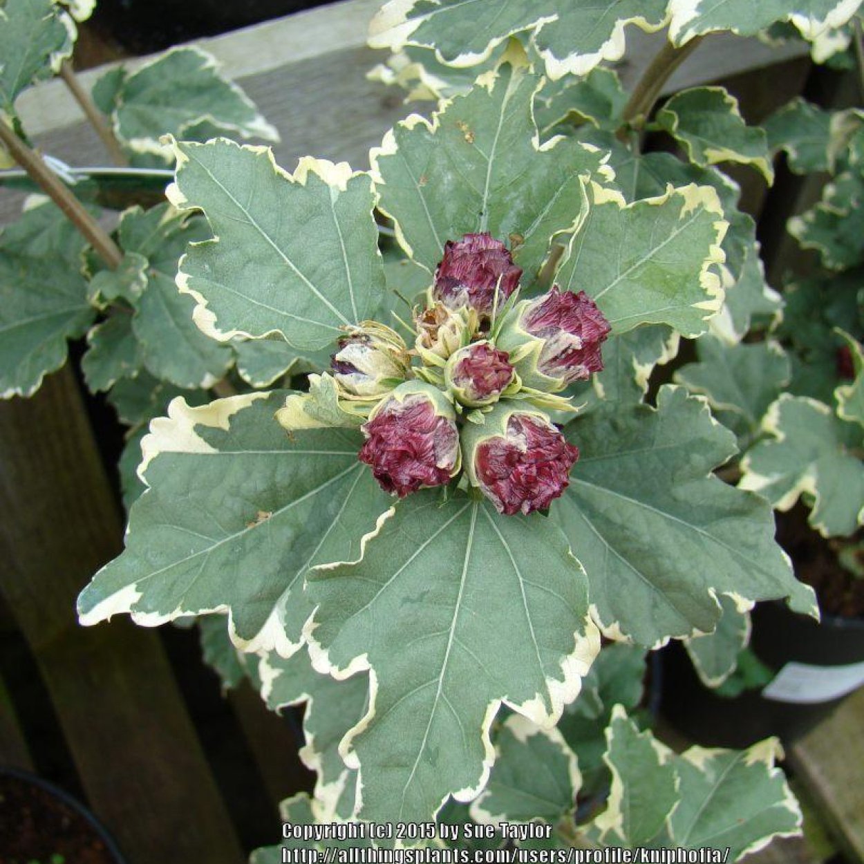 Гибискус ягода