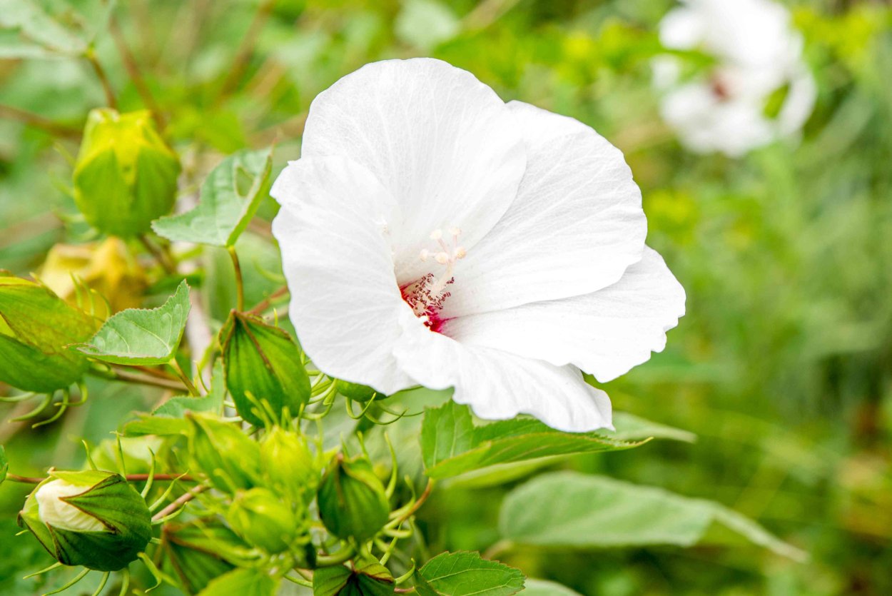 Цветок гибискуса