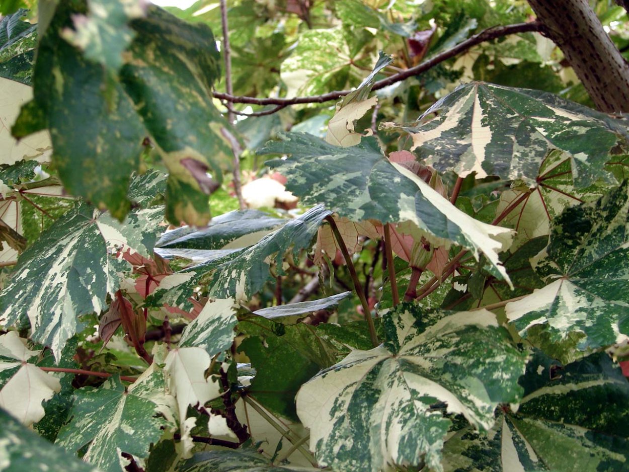 Гибискус Купера