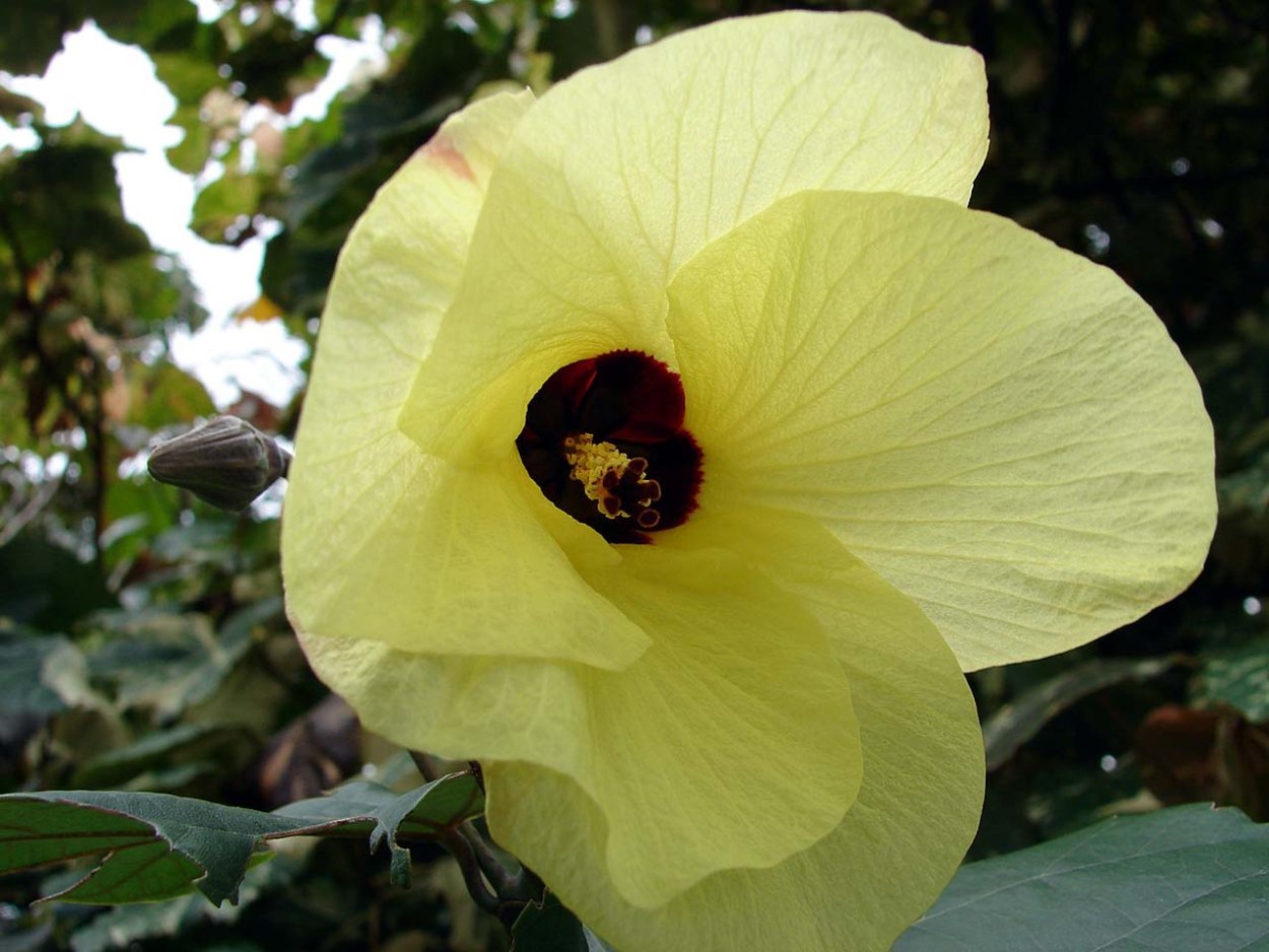 Гибискус Вариегата комнатный