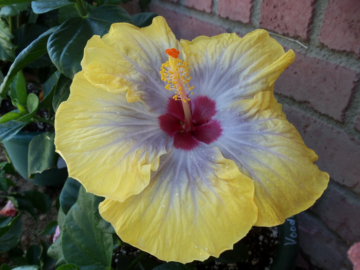 Цветок гибискус Липовидный